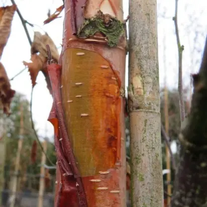 BETULA albosinensis 'Fascination' - image 2