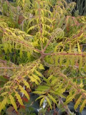 RHUS typhina 'Tiger Eyes'