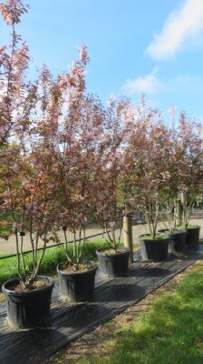 PRUNUS padus 'Colorata' - image 1