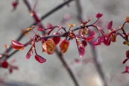 CERCIS canadensis 'Forest Pansy' - image 3