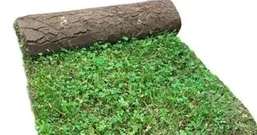 Clover Turf Per Roll