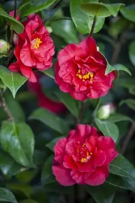 CAMELLIA japonica 'Black Diamond' - image 1