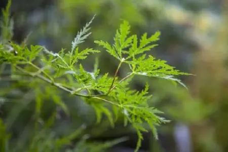 ACER palmatum dissectum - image 5