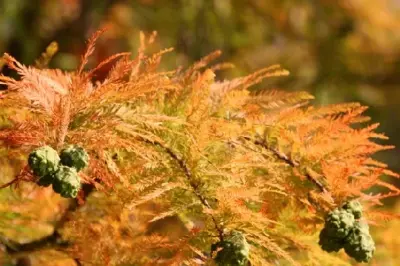 TAXODIUM distichum