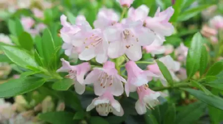 RHODODENDRON 'Bloombux Pink' - image 1