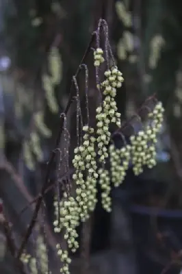 STACHYURUS praecox