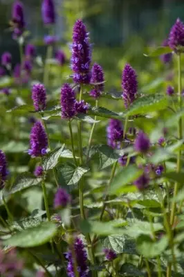 AGASTACHE rugosa 'Beelicious Purple' - image 4