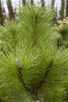 PINUS nigra nigra - image 2