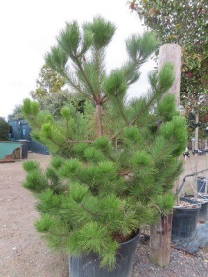 PINUS nigra nigra - image 3