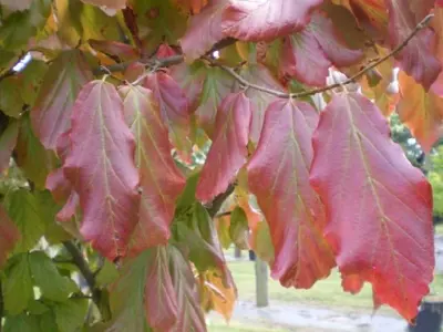 PARROTIA persica 'Vanessa'