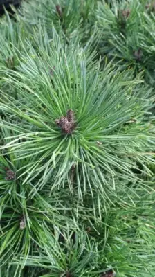 PINUS sylvestris 'Chantry Blue'