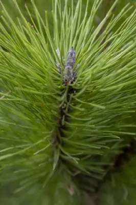 PINUS nigra nigra