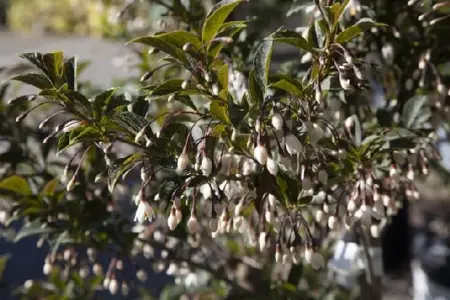 STYRAX japonicus 'Evening Light' - image 1