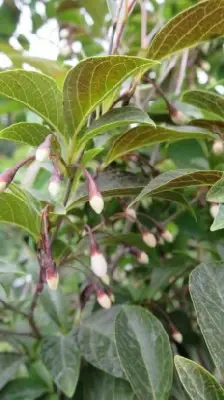 STYRAX japonicus 'Evening Light' - image 3