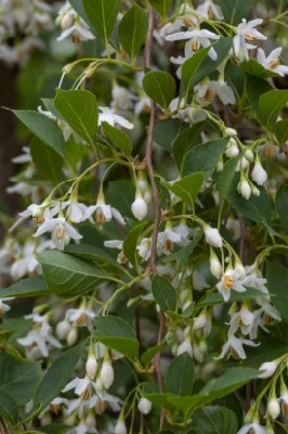 STYRAX japonicus 'Fragrant Fountain' - image 1