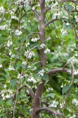 STYRAX japonicus 'Fragrant Fountain' - image 2