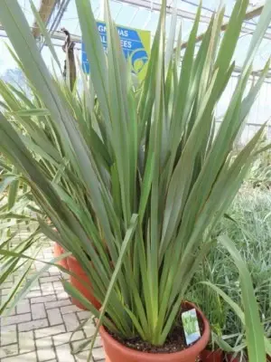 PHORMIUM tenax