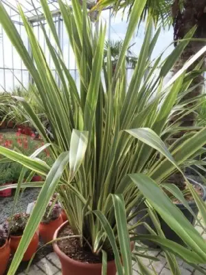 PHORMIUM tenax 'Variegatum'