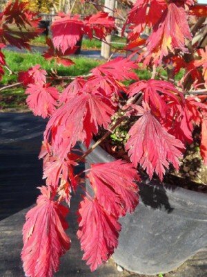 ACER japonicum 'Vitifolium' - image 2