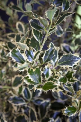 ILEX aquifolium 'Argentea Marginata' - image 3
