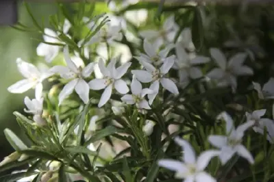 CHOISYA x dewitteana 'Aztec Pearl'
