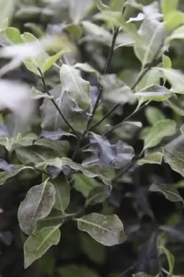 PITTOSPORUM tenuifolium 'Purpureum'