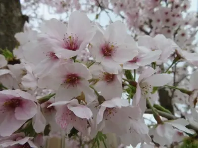 PRUNUS x yedoensis