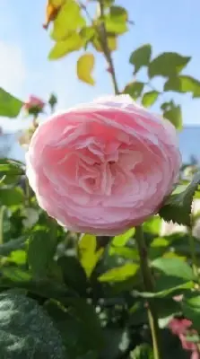 ROSA 'Olivia Rose Austin'