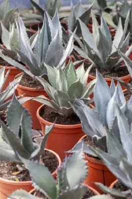 AGAVE salmiana var. ferox