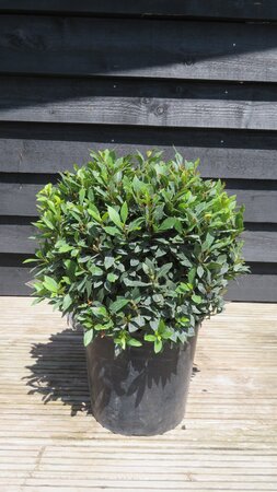 LAURUS nobilis 'Bay Junior'