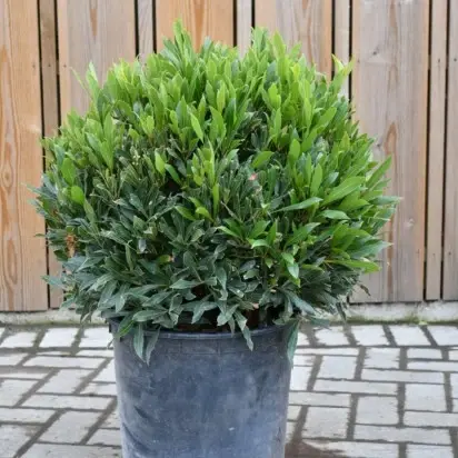 LAURUS nobilis angustifolia