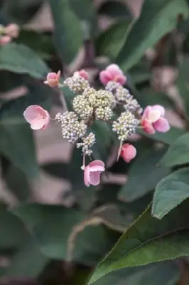 HYDRANGEA aspera 'Hot Chocolate' - image 4