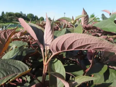 HYDRANGEA aspera 'Hot Chocolate' - image 4