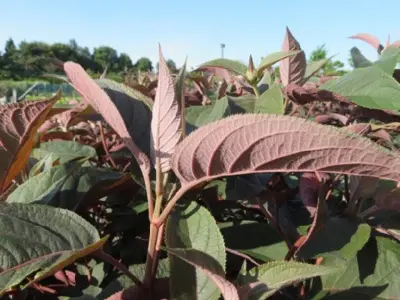 HYDRANGEA aspera 'Hot Chocolate' - image 4