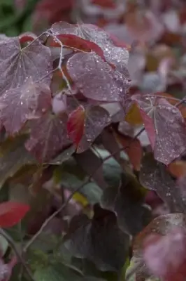 CERCIS canadensis 'Forest Pansy' - image 7