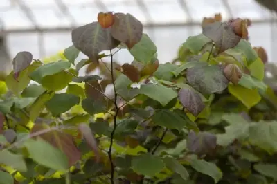 CERCIS canadensis 'Forest Pansy' - image 2