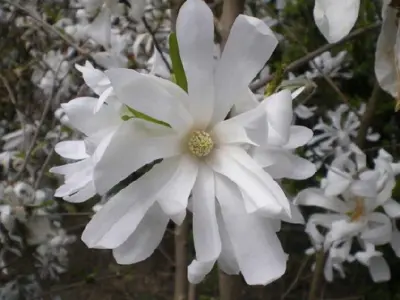 MAGNOLIA stellata