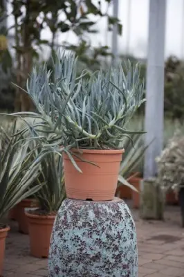 SENECIO mandraliscae - image 3