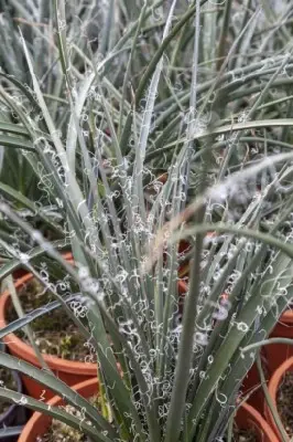 HESPERALOE parviflora