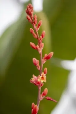HESPERALOE parviflora - image 2
