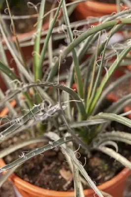 HESPERALOE parviflora - image 3