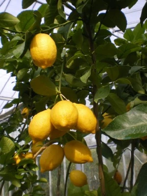 CITRUS limon  (LEMON)