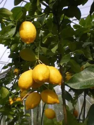 CITRUS limon (LEMON)