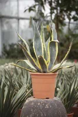 AGAVE spectabilis 'Marginata' - image 1