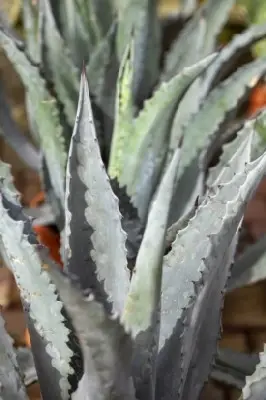 AGAVE spectabilis 'Marginata' - image 2