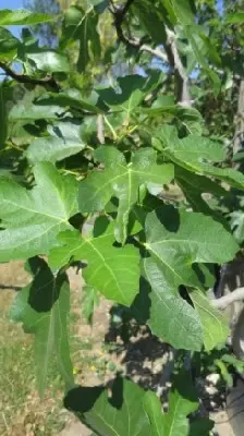 Ficus carica (FIG)