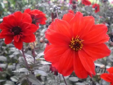 DAHLIA 'Bishop of Llandaff' - image 1