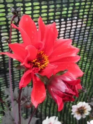 DAHLIA 'Bishop of Llandaff' - image 2