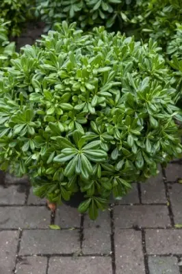 PITTOSPORUM tobira 'Nanum Variegata' - image 1