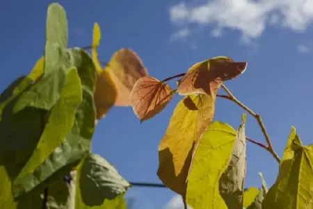 CERCIS canadensis 'The Rising Sun'